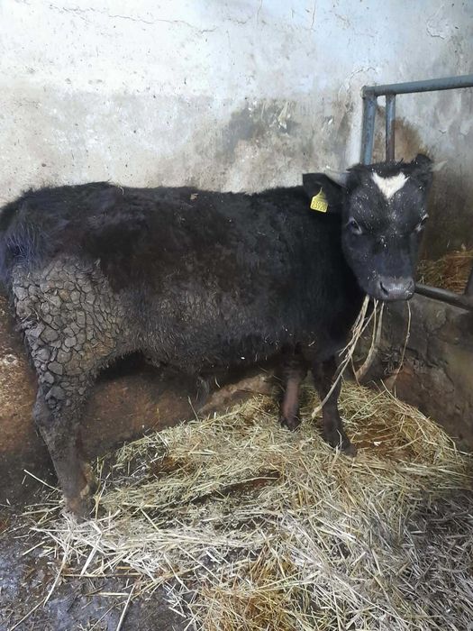 Sprzedam byczki i jałóweczki