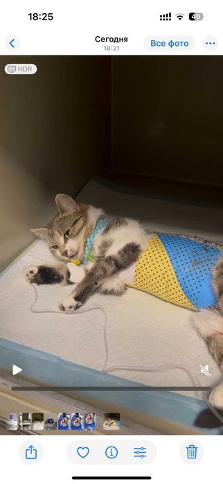 Кастрація кота 1000 грн