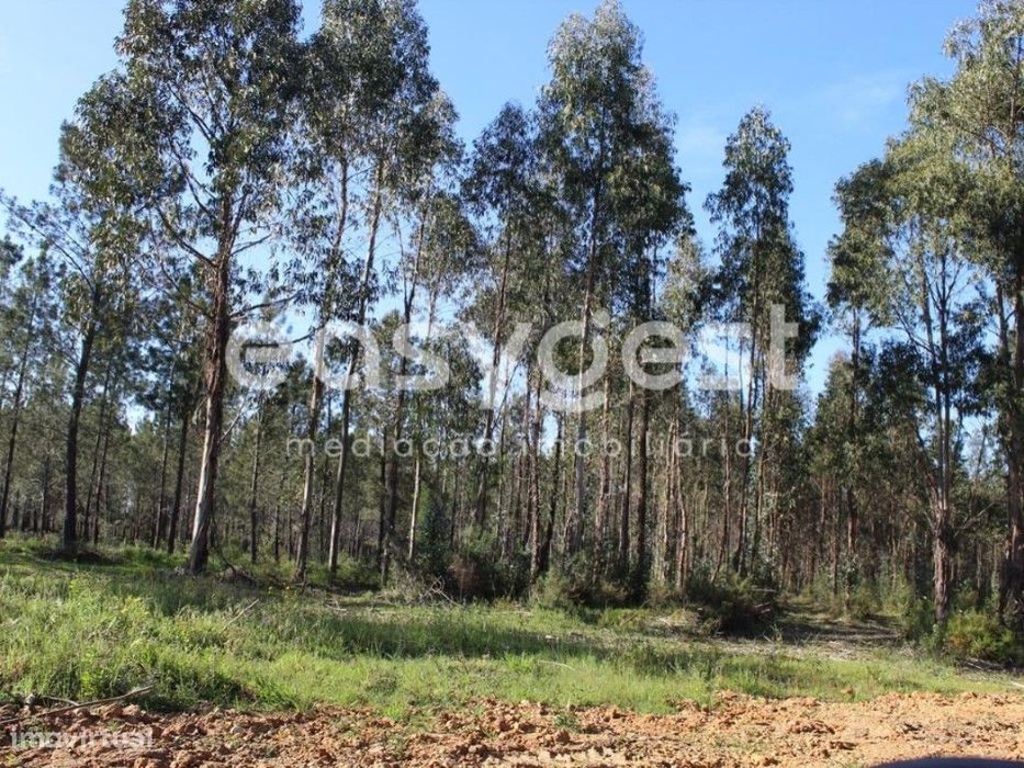 Terrenos com área total de 11080m2 maioritariamente Pinhal