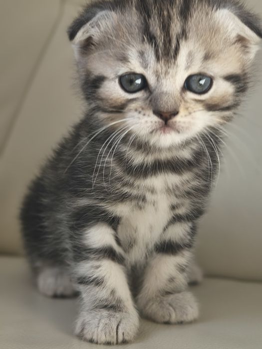 Котята   кошенята  Скотиш  Фолд