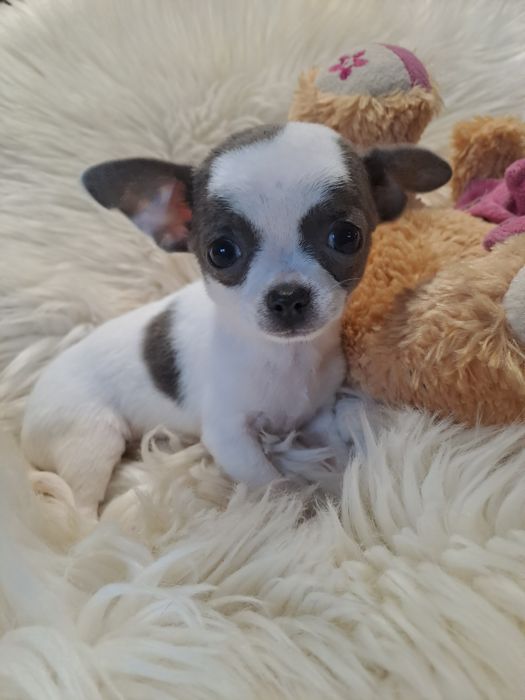 **CARMEN**chihuahua sunia xs biało niebieska zarezerwowana
