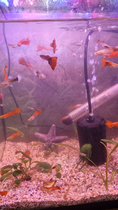 Мирні рибки гуппі