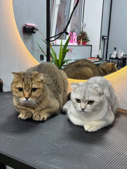 Груминг полтава