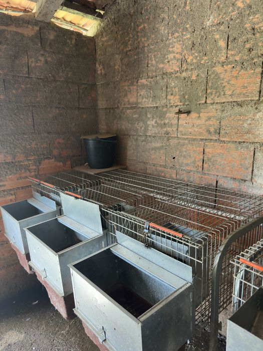 Coelheiras para coelhos