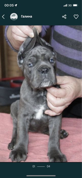 Цуценята кане корсо топ рівня