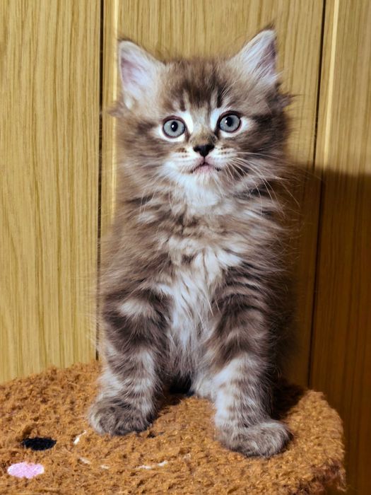 Ragdoll Cherubim Seal Lynx rodowód międzynarodowy