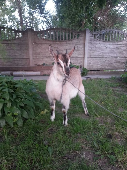 Продам  козеня м. Кагарлик