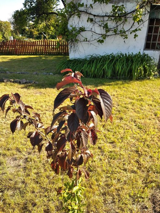 Ogród działkowy ROD