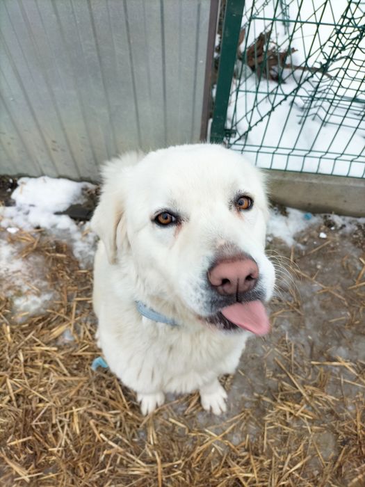 Sprzedam przeszkolonego psa