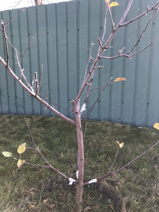 Фруктовий сад в ОЗОНІ