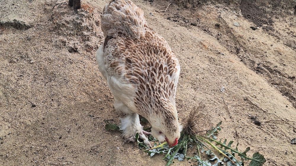 Galinha faverolle pura e outra cruzada