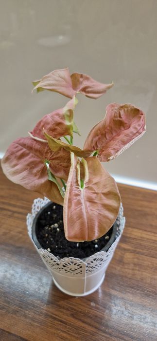 Syngonium robusta zroślicha różowa