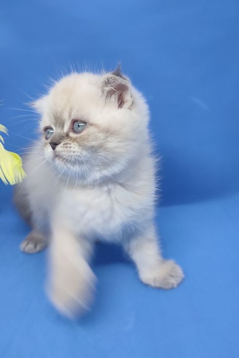 Скотиш фолд , вислоухий , шотландский