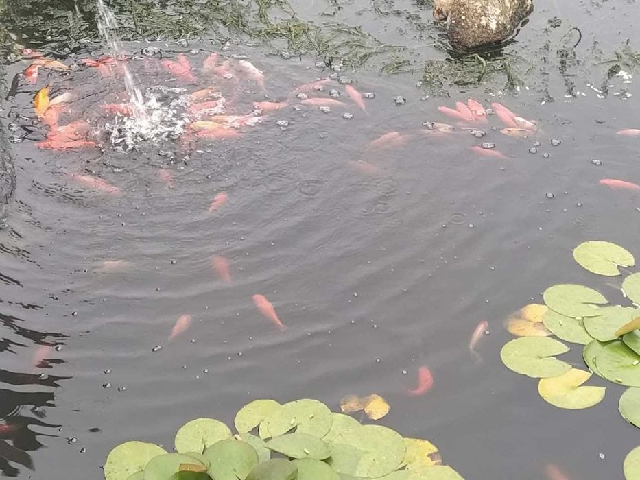 Peixes de água fria