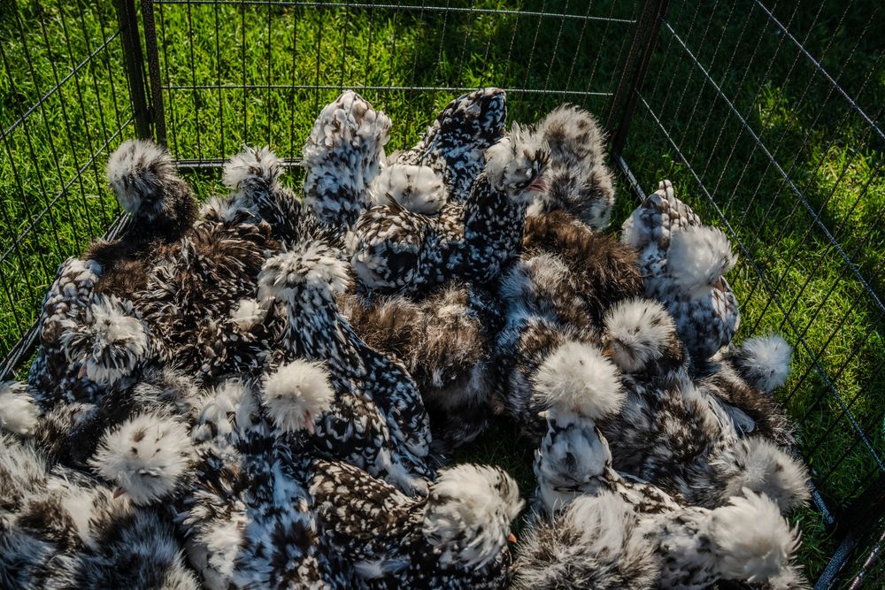 Kurki barwy mottled silka kura jedwabista