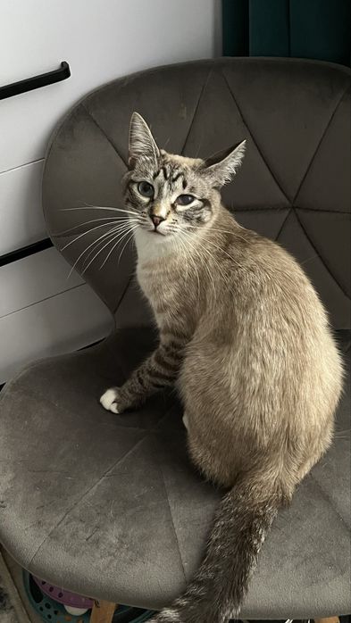 Молода кішека шукає дім.