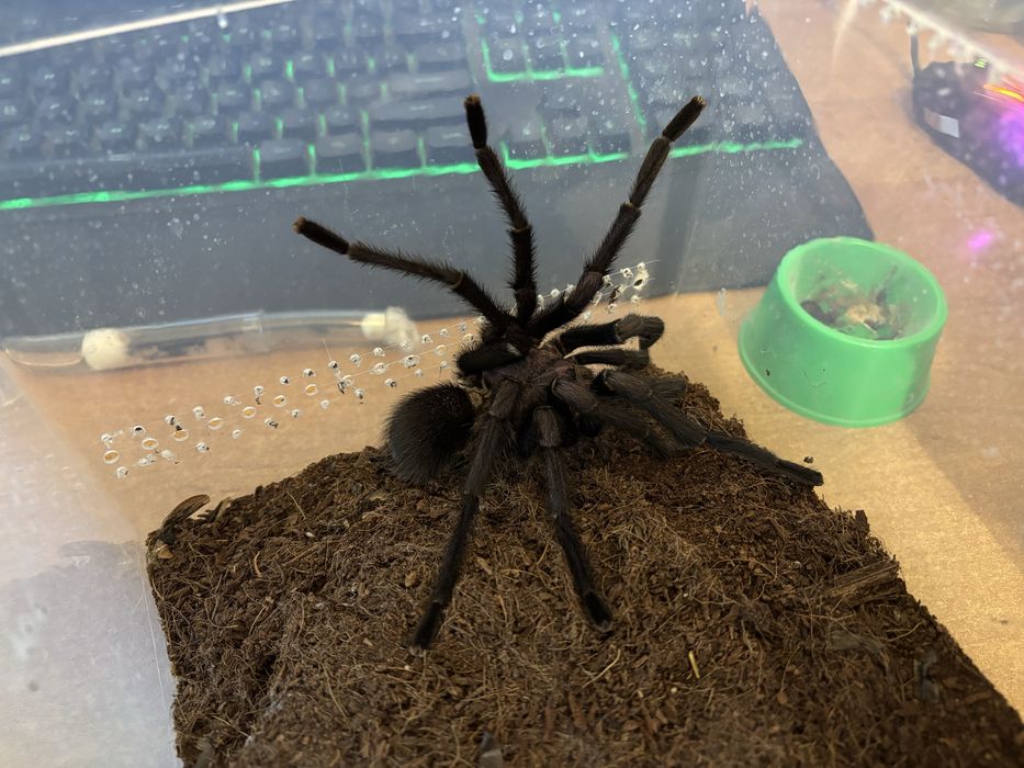 Phprmictopus sp. Dominican purple Samiec Adult