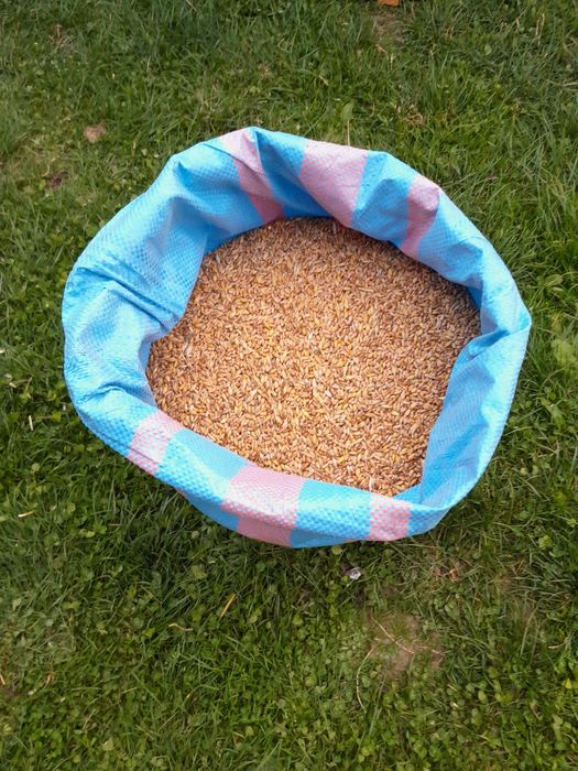 Pszenica ozima sprzedam