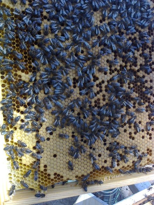 Enxames (5 quadros) colmeia Reversível.