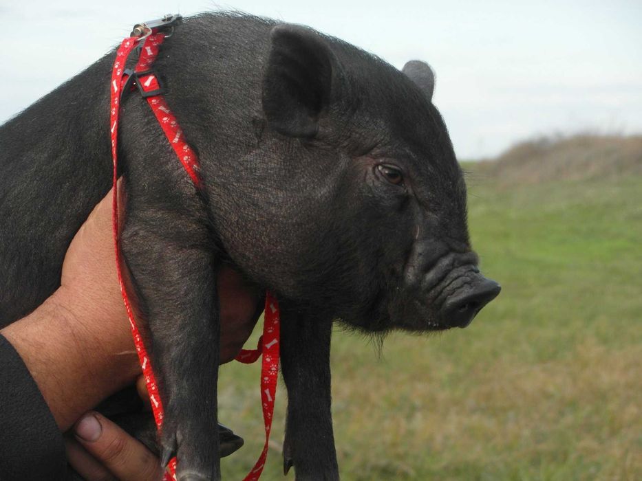 Вьетнамские вислобрюхие поросята! Травоядные свиньи!