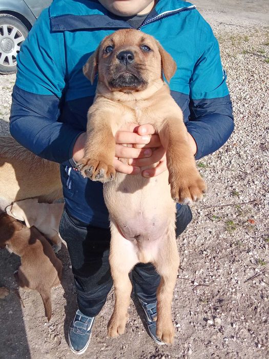 Dou Cachorros cruzados