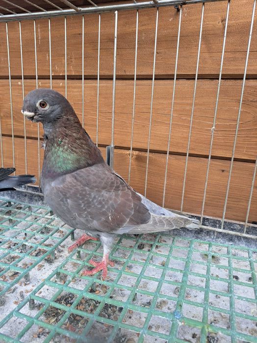 Mewki jednobarwne egipskie