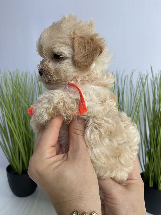 VIP Мальтипу F1  ваш найкращий подарунок літа