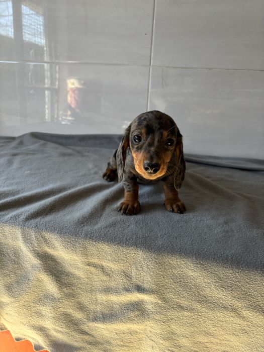 Teckel femea miniatura de pelo curto