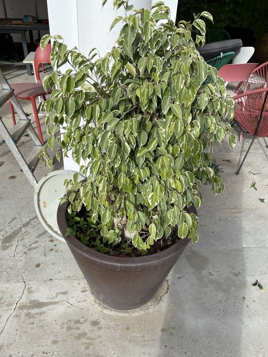 Ficus Benjamina variegado c vaso