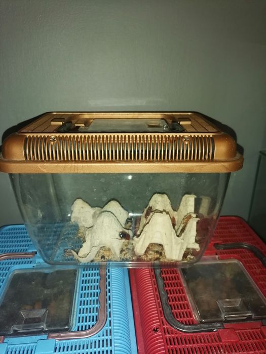 Terrarium transporter