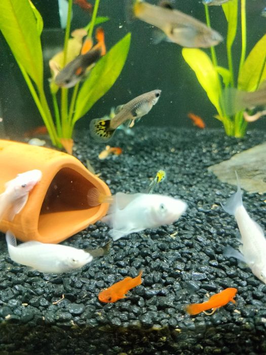 gupiki rybki akwariowe