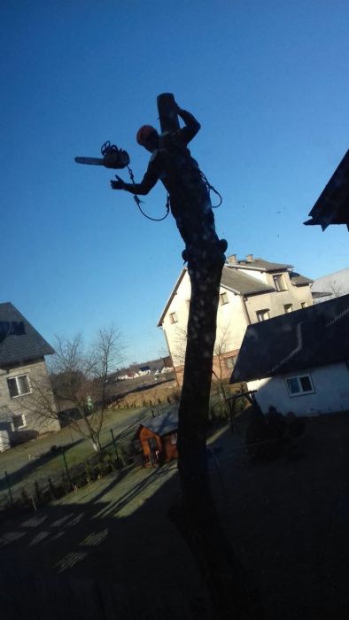 Wycinka i przycinanie drzew metodą alpinistyczną