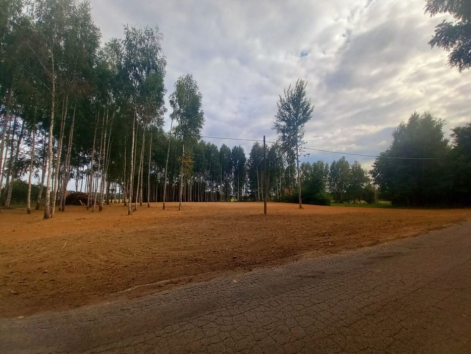 Wycinki drzew samosiejek prace roboty ziemne budowlane koparka wynajem