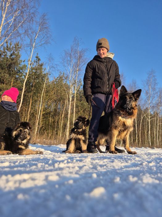 Owczarek NIemiecki Długowłosy