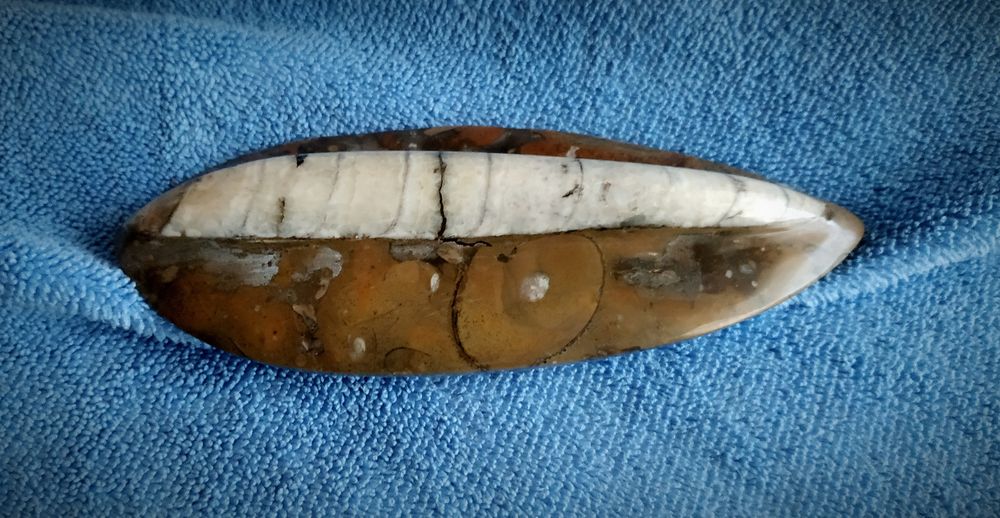 Оптоцерас (молюск)