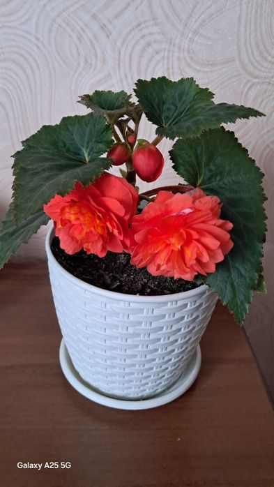 Продам комнатные  растения