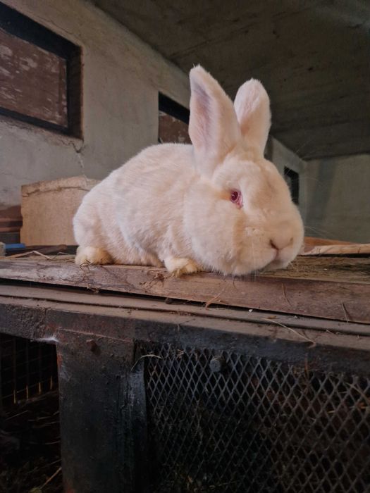 Sprzedam samca królika nowozelandzkiego