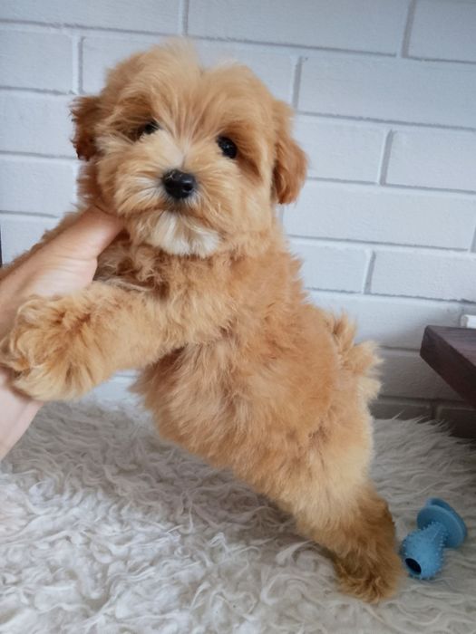 MALTIPOO MINI pieski!!! Maltańczyk &Pudel Toy