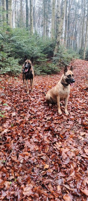 Щенки малінуа бельгійська вівчарка