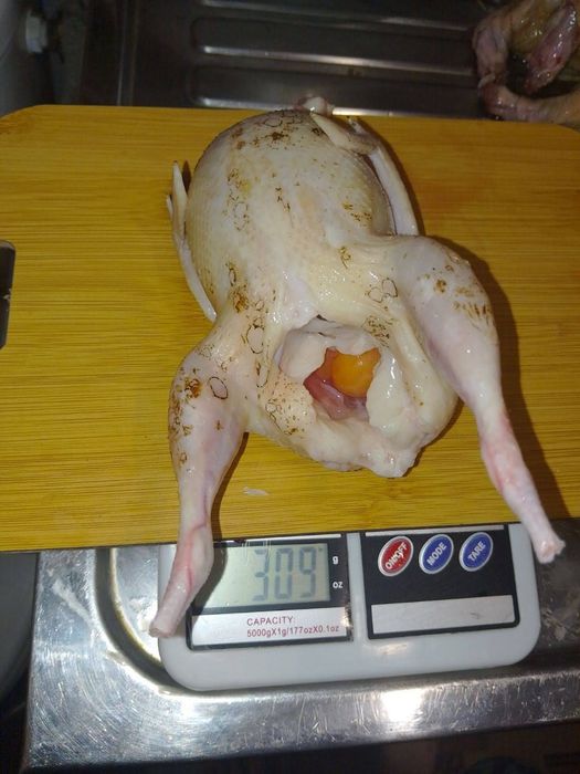 инкубационные яйца и суточные цыплята перепелок