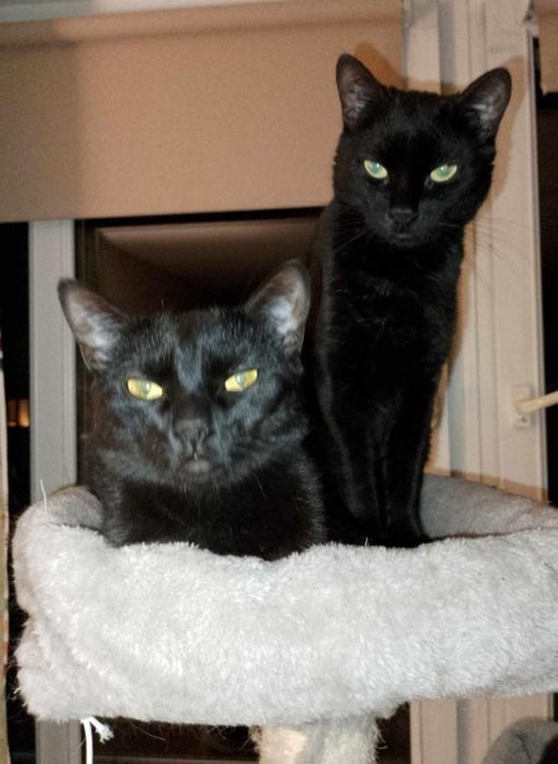Ok.2 letnie piękne czarne damy do adopcji.