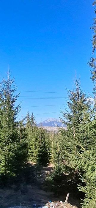 Продам будинок в лісі!!! З видом на гору Хом'як.