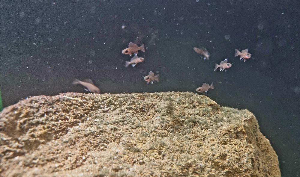Paracyprichromis nigripinnis Izinga