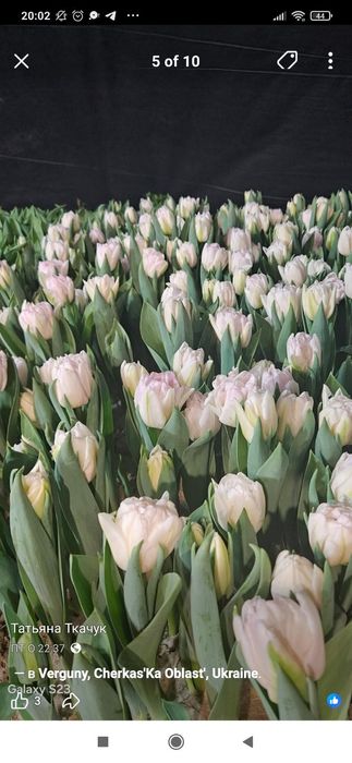 Тюльпани ГУРТ та РОЗДРІБ! Свіжий зріз, висока якість. Власна теплиця!