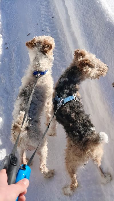 Хлопчик жорсткий Фокс