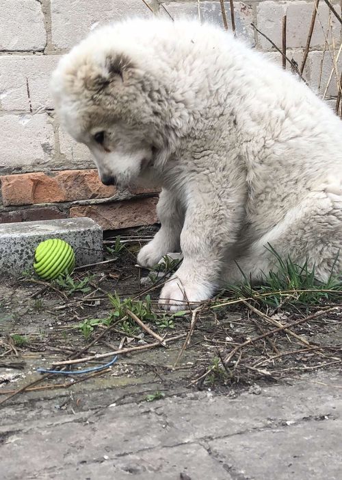 Среднесзиатская овчарка Алабай