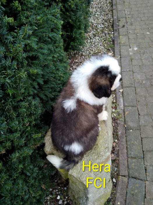 Bernardyn długowłosy -  szczeniak FCI ZKwP