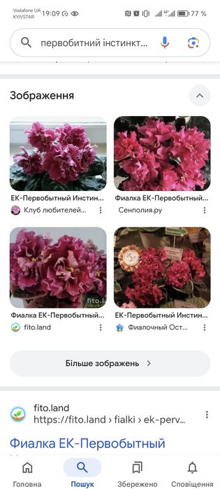 Фіалки.          .