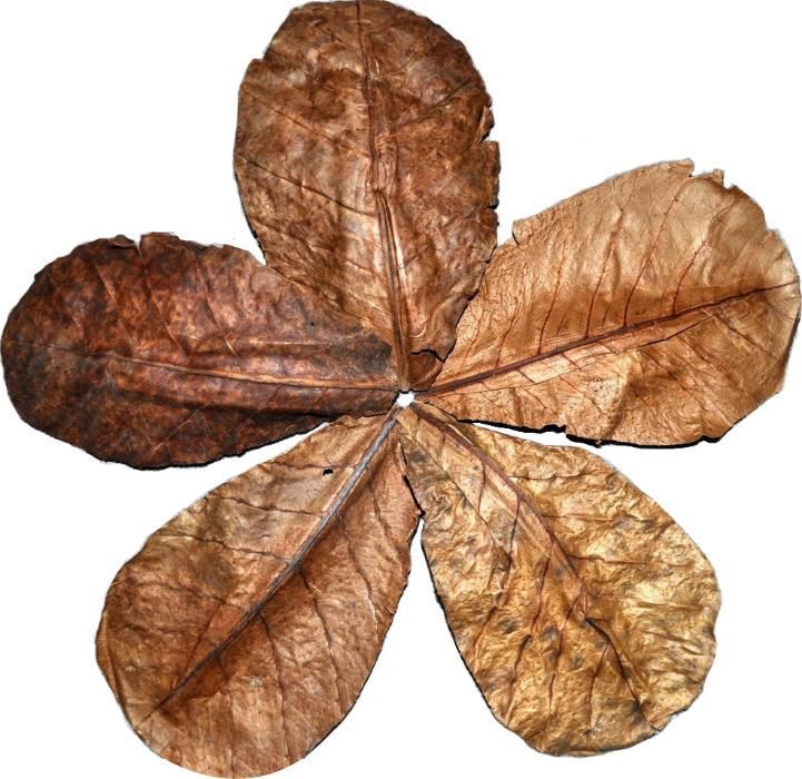 Liść/Liście Ketapangu , Szyszki olchy - TINA ZOO ZABRZE