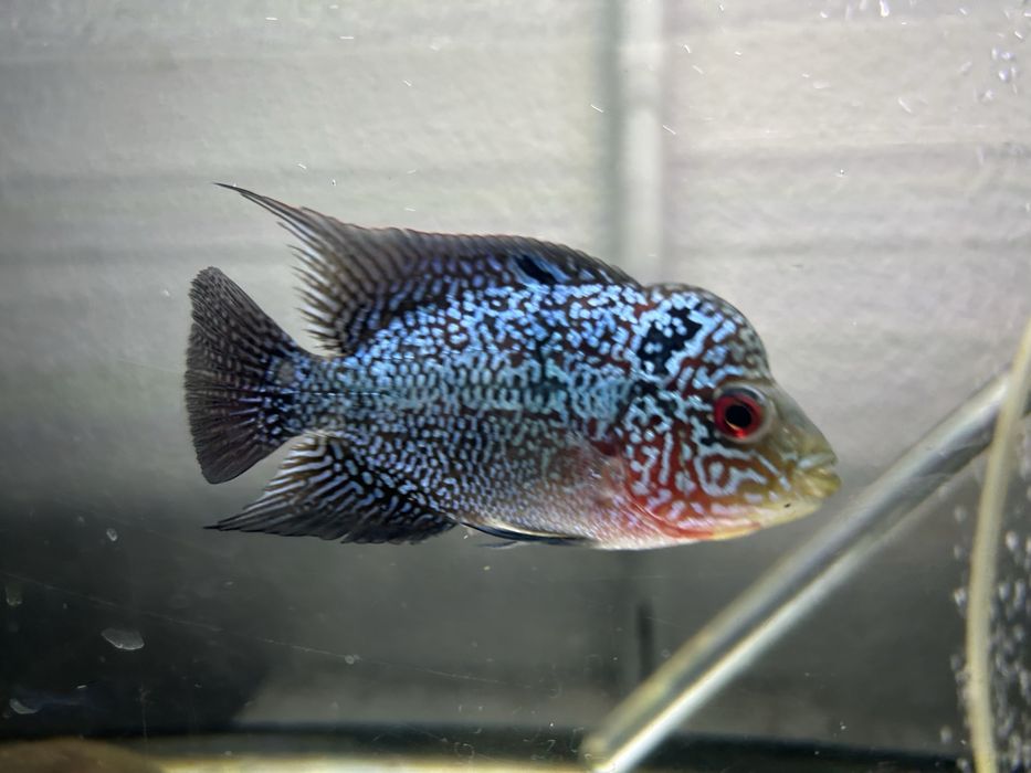 Flowerhorn Femea